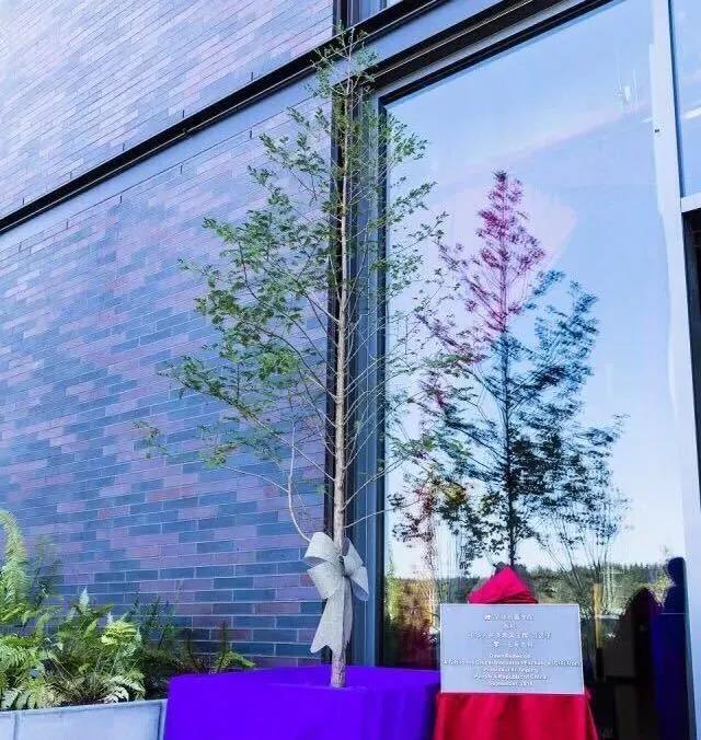 中國(guó)國(guó)家領(lǐng)導(dǎo)人贈(zèng)送給GIX的水杉樹